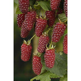 Omnia Garden Björnbärshallon, 30-50 cm 3-pack