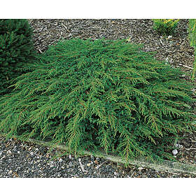 Omnia Garden Matt-en 'Green Carpet', 30-35 cm 1-pack