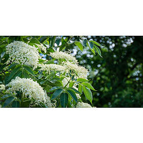 Omnia Garden Fläder Sambucus nigra 100-p