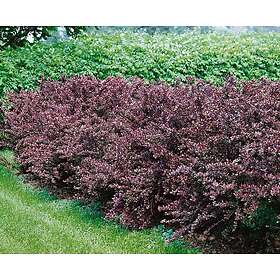 Omnia Garden Röd häckberberis CO 1-pack