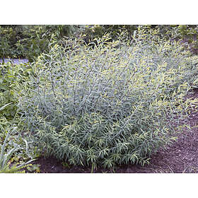 Omnia Garden Litet rödvide 'Nana', 1-pack