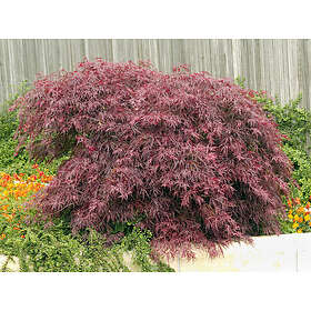 Omnia Garden Japansk blodfliklönn CO, 30-40 cm 3-pack