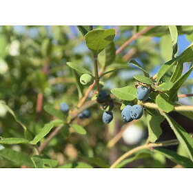 Omnia Garden Blåbärstry 'Anja E 10-pack