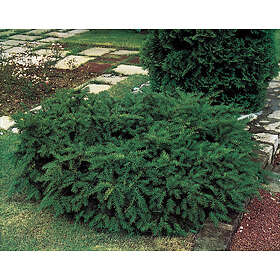 Omnia Garden Krypidegran 'Repandens' 3-pack