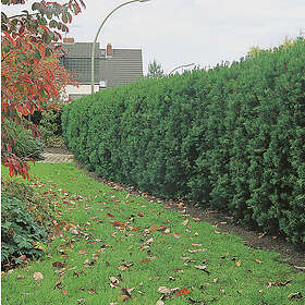 Omnia Garden Hybrididegran CO 100-pack