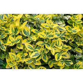 Omnia Garden Klätterbenved 'Emerald 'n' Gold' CO 20-p