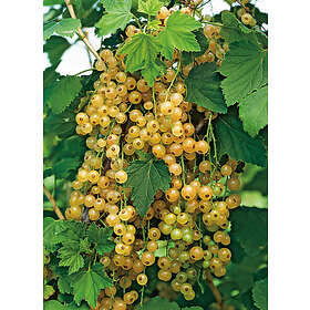 Omnia Garden Gulvita vinbär 'Holländska' stam, 40-60 cm 3-pack