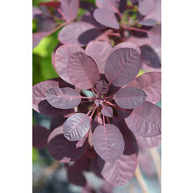 Omnia Garden Rödbladig perukbuske, 3-pack