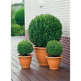 Omnia Garden Buxbom Klot CO, 25-30 cm 3-pack