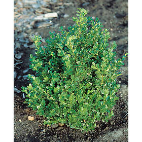 Omnia Garden Buxbom 'Faulkner' 15-20 cm 10-pack