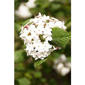 Omnia Garden Luktolvon 'Aurora' 1-pack