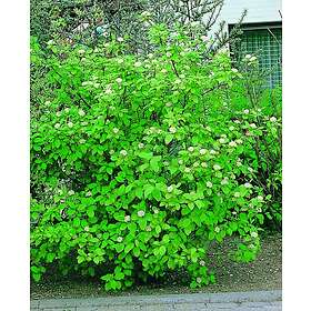 Omnia Garden Korallkornell 'Sibirica' CO 10-pack