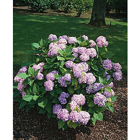 Omnia Garden Hortensia blå 'Nikko Blue' CO 3-pack