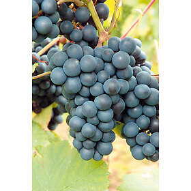 Omnia Garden Blå druva 'Rondo', 20-50 cm 3-pack