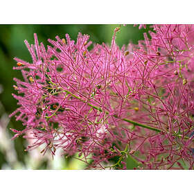 Omnia Garden Rödbladig perukbuske, 5-pack