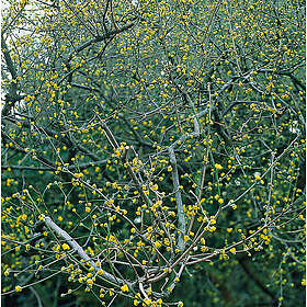 Omnia Garden Körsbärskornell CO 5-pack