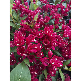 Omnia Garden Rosenprakttry 'All Summer Red', 1-pack