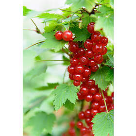 Omnia Garden Röda vinbär "Rolan" 1-pack