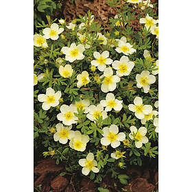 Omnia Garden Tok 'Limelight' CO, Limefärgad 1-pack