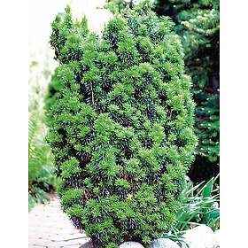Omnia Garden Hybrididegran 'Hicksii', 50-60 co 1-pack