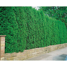 Omnia Garden Tujahäck 'Brabant' 100-125 cm 100-pack