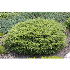 Omnia Garden Fågelbogran 'Nidiformis', 25-30 cm 3-pack