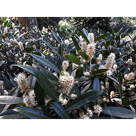 Omnia Garden Lagerhägg 'Herbergii' 10-pack