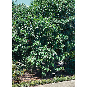 Omnia Garden Svarta mullbär, 30-50 cm 1-pack