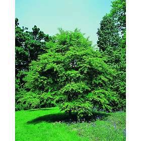 Omnia Garden Katsura CO, 60-80 cm 1-pack