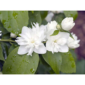 Omnia Garden Kameliaschersmin CO 10-pack