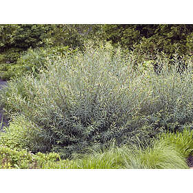 Omnia Garden Rödvide CO 5-pack