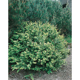 Omnia Garden Japansk järnek 'Convexa' CO, 20-30 cm 1-pack