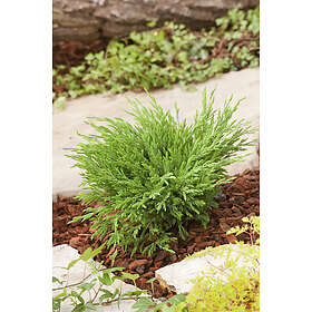 Omnia Garden Amerikansk kryp-en 'Andorra Compact', 5-pack