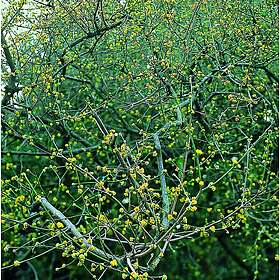 Omnia Garden Körsbärskornell CO 1-pack