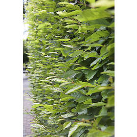 Omnia Garden