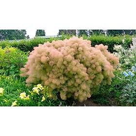 Omnia Garden Perukbuske 'Young Lady', 1-pack