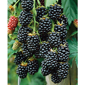 Omnia Garden Taggfri Björnbär 'Black Satin' 3-pack