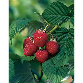 Omnia Garden Hösthallon mörkrött 'Ariadne', 30-50 cm 1-pack