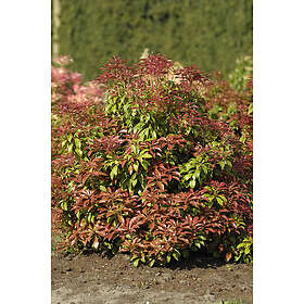 Omnia Garden Japansk buskrosling 'Mountan Fire' CO 3-pack