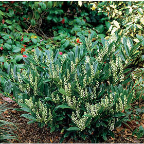 Omnia Garden Lagerhägg 'Otto Luyken' CO 5-pack