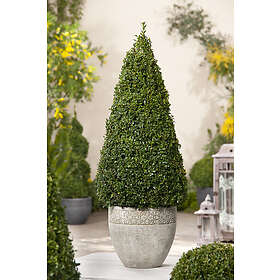Omnia Garden Buxbom Pyramid, 50-60 cm