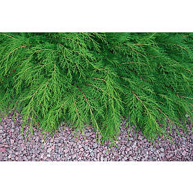 Omnia Garden Kryptuja, 10-pack