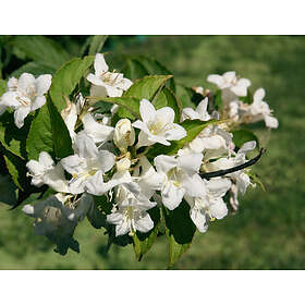 Omnia Garden Vit trädgårdsprakttry 'Bristol Snowflake', 5-pack