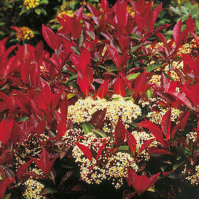 Omnia Garden Slånaronia Prydnadsträd