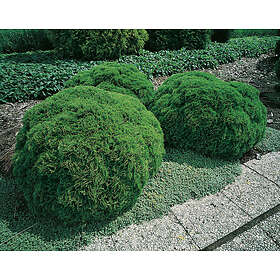 Omnia Garden Dansk Klottuja 'Danica', 20-25 cm 5-pack