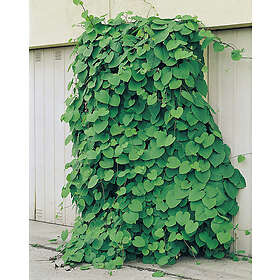 Omnia Garden Pipranka, 40-60 cm 5-pack