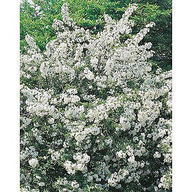 Omnia Garden Bukettapel CO 1-pack