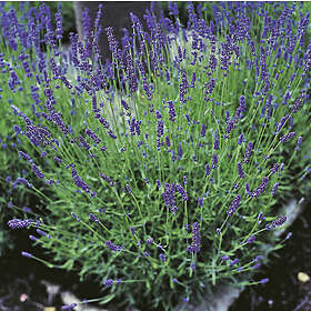 Omnia Garden Lavendel 'Hidcote' 2l 1-pack