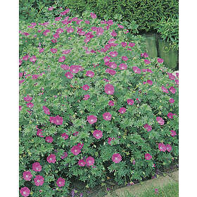 Omnia Garden Blodnäva, 15-pack