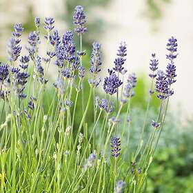 Omnia Garden Lavendel 'Munstead' 2l 2-pack